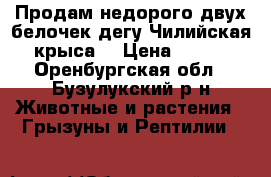 Продам недорого двух белочек-дегу(Чилийская крыса) › Цена ­ 600 - Оренбургская обл., Бузулукский р-н Животные и растения » Грызуны и Рептилии   